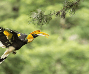 Bird Watching In Bhutan